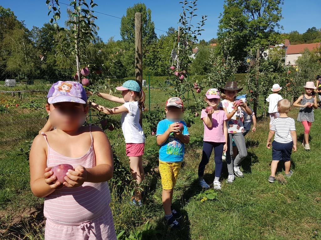 2018 09 11 Cueillette Des Pommes Ecole Cosswiller Verger Romanswiller02