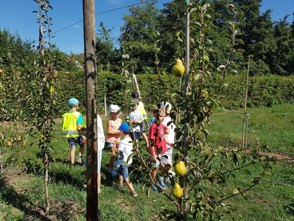 2018 09 11 Cueillette Des Pommes Ecole Cosswiller Verger Romanswiller04